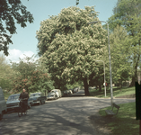 824430 Afbeelding van een bloeiende kastanjeboom in het Willemsplantsoen te Utrecht.